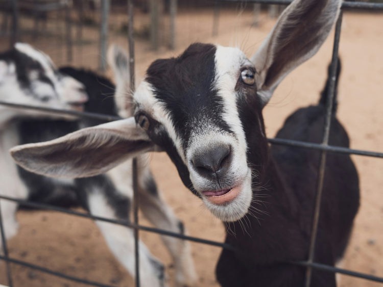 An image of a goat