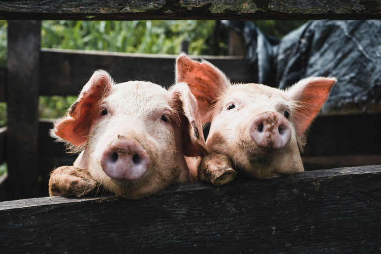 Pig Tags