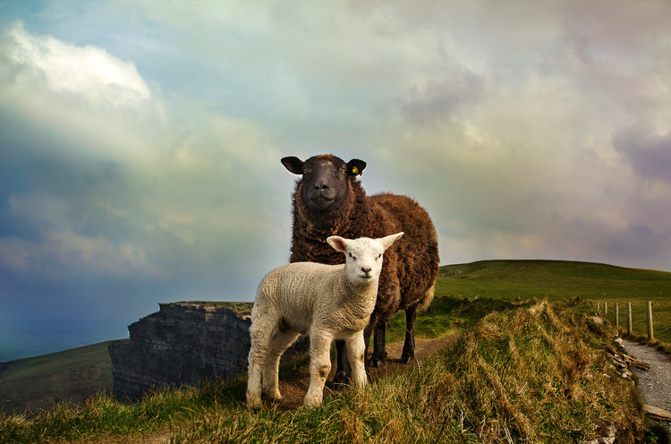 Sheep, Goat & Pig Tags