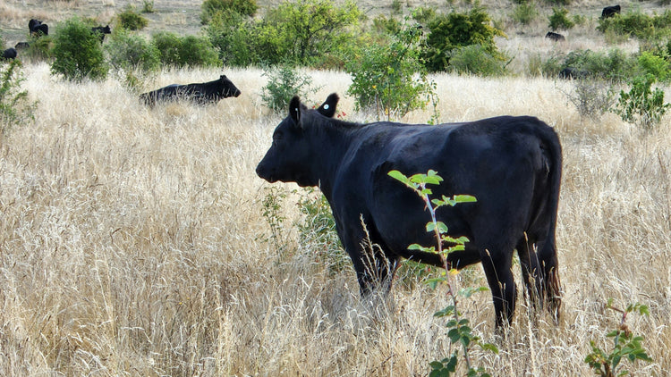 Cows and Bulls