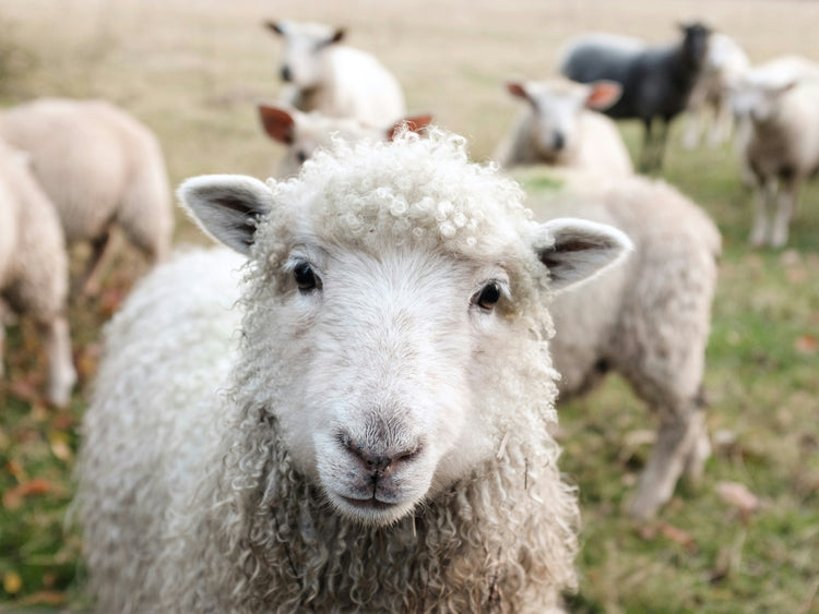 An image of a sheep