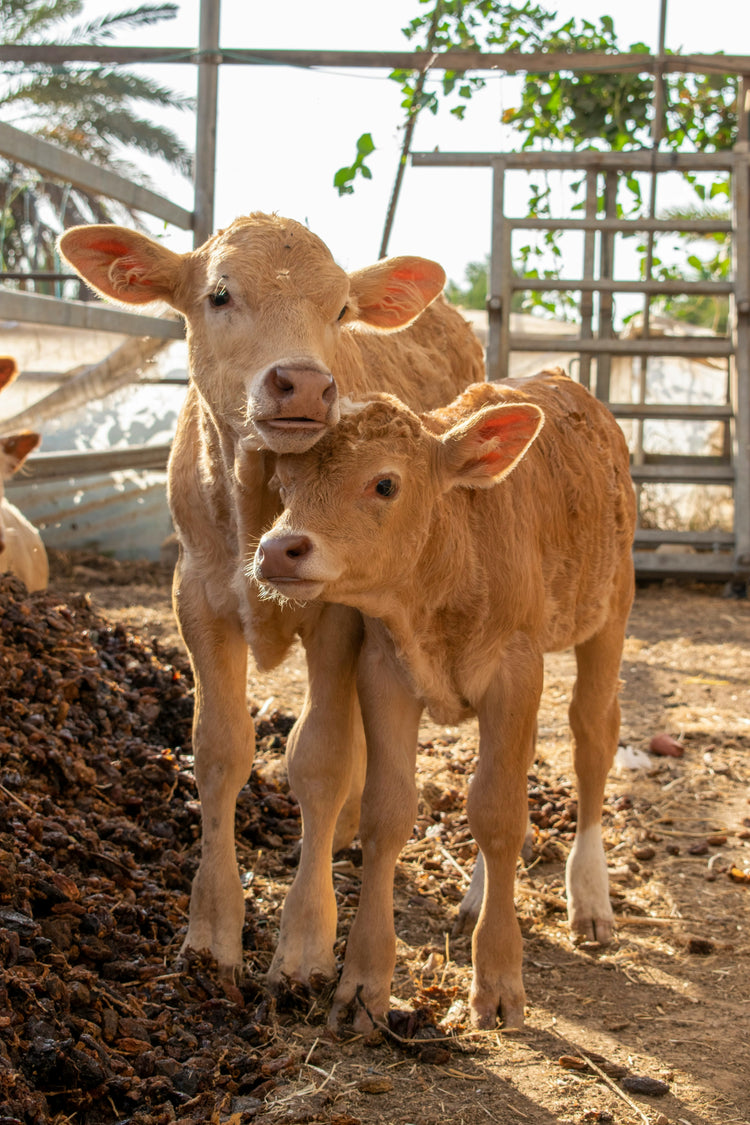 Two calves standing next to each other