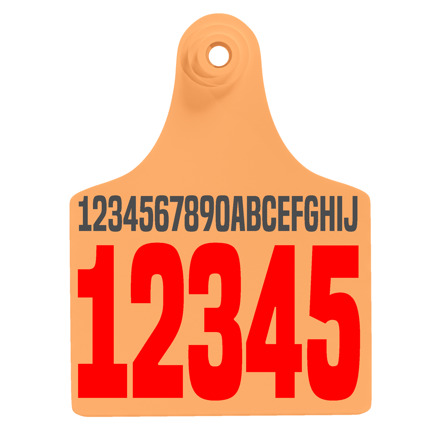 Female Maxi - Layout 02