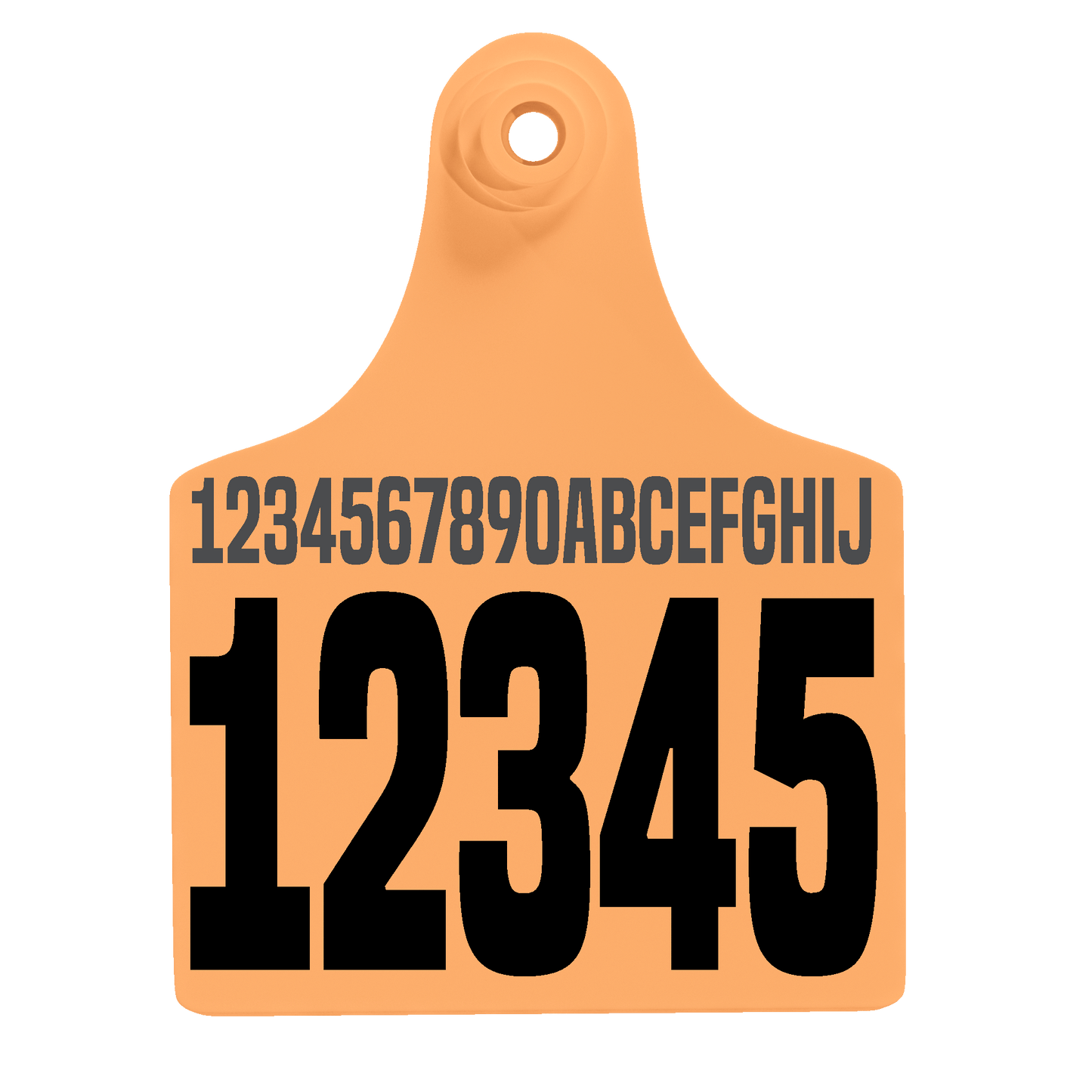 Female Maxi - Layout 02