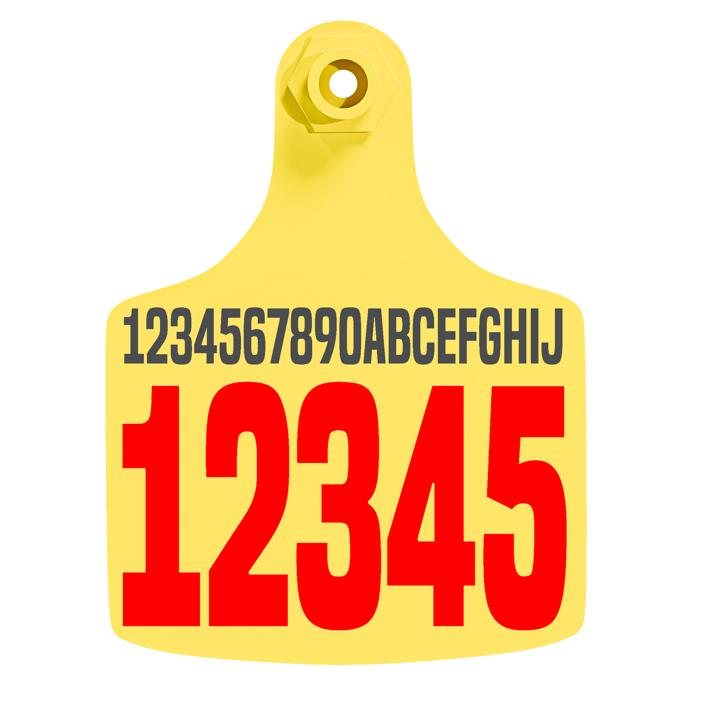 Female Maxi - Layout 02